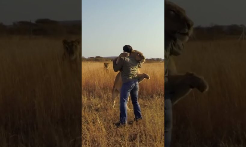 Lion JUMPS on Man and Hugs #lion #animal #savelions