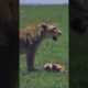 Lion's playing with a baby antelope #shortsvideos #animal #animals #fbreels #fypシ #fypage