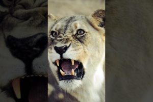 Lioness || Sherni  #lioness #animals #trending