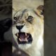 Lioness || Sherni  #lioness #animals #trending