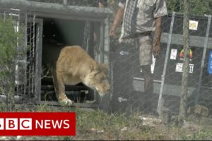 Lions rescued from circus released into nature sanctuary - BBC News