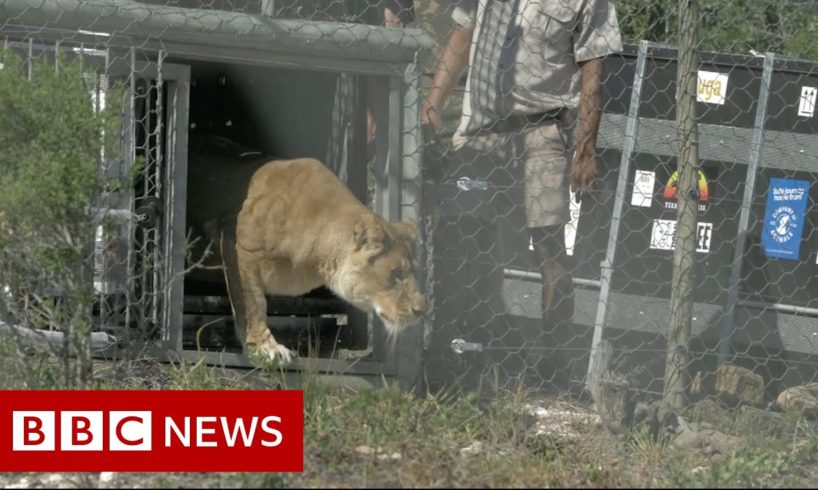 Lions rescued from circus released into nature sanctuary - BBC News