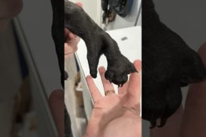 Little Pittie Gets Adopted By A Girl Who Has The Same “Paw” l The Dodo