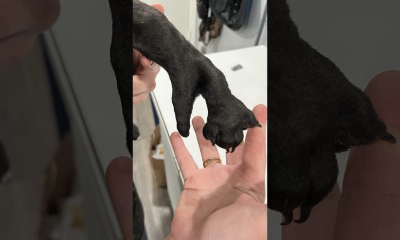 Little Pittie Gets Adopted By A Girl Who Has The Same “Paw” l The Dodo