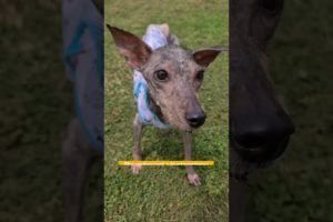 Little dog was in critical but she walks again after months of hospitalization