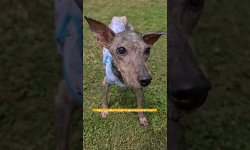 Little dog was in critical but she walks again after months of hospitalization