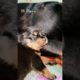 Liza Rottweiler 18 Days Puppies Very Cute Puppies 😛😘❤️🥰.  #shorts #viral