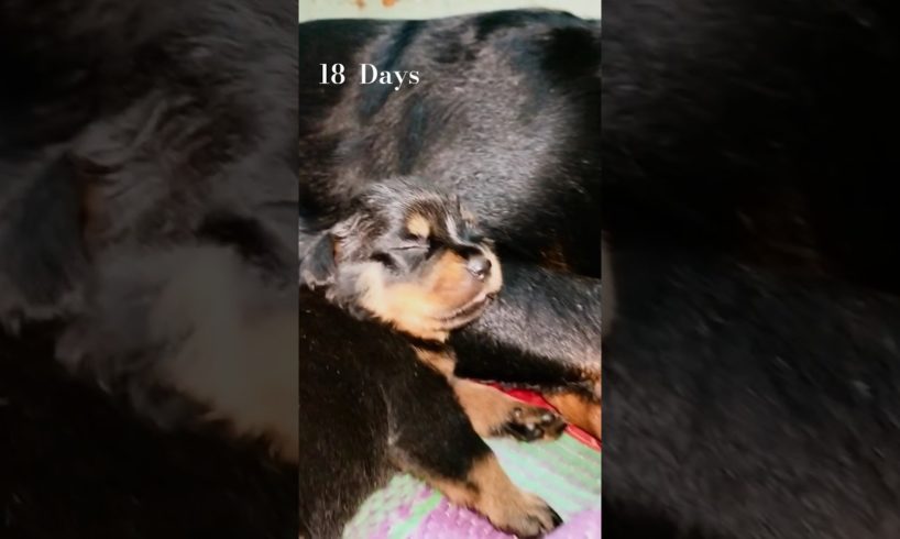 Liza Rottweiler 18 Days Puppies Very Cute Puppies 😛😘❤️🥰.  #shorts #viral