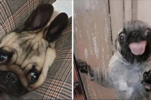 Made your day with these funny and cute Pug Puppy Videos Compilation