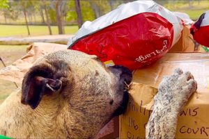 Mail Opening | Rescue Dogs receiving Mail from all over the World