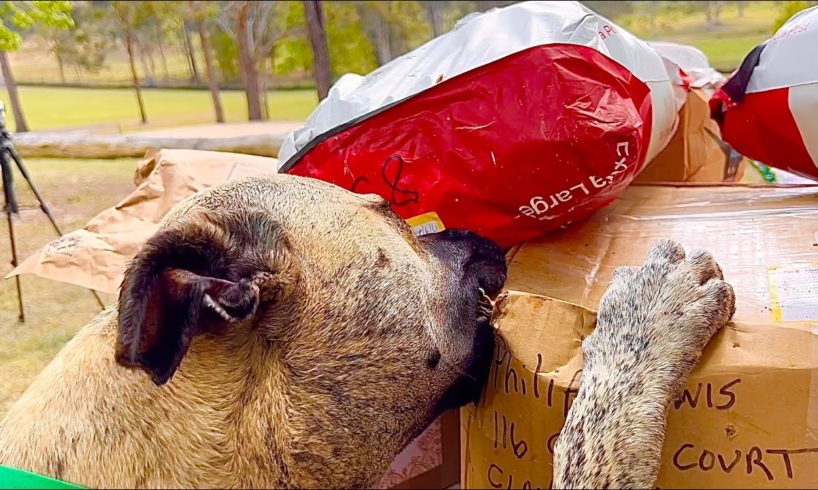 Mail Opening | Rescue Dogs receiving Mail from all over the World