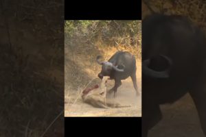 Male Lion Battle Mad Buffaloes