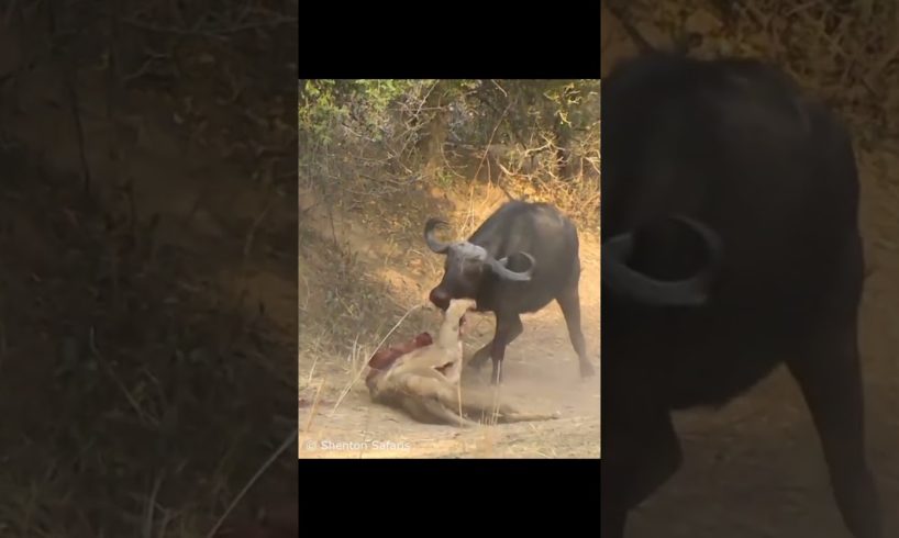 Male Lion Battle Mad Buffaloes