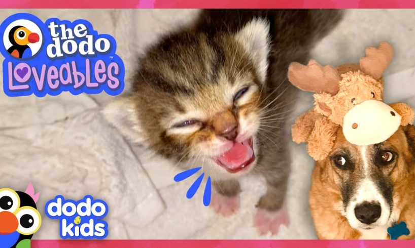 Mama Cat And Scared Dog Find The Sweetest Heroes ❤️  | Loveables | Dodo Kids