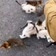 Man is ambushed by 13 homeless kittens