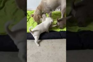Melli and her puppies 🐶🐶🐶Eating and playing 😍 - Takis Shelter