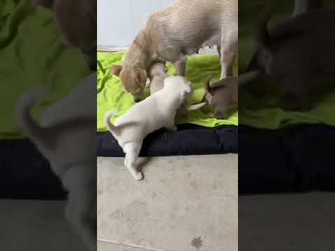 Melli and her puppies 🐶🐶🐶Eating and playing 😍 - Takis Shelter