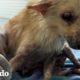 Mírala transformarse en el cachorro más esponjoso del mundo | El Dodo