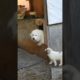 Mom and pups #cute #puppies #farmlife #animals #mom