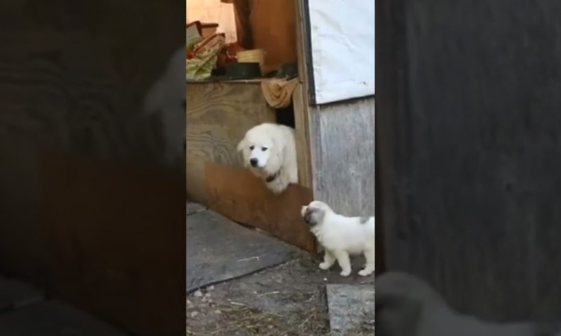 Mom and pups #cute #puppies #farmlife #animals #mom