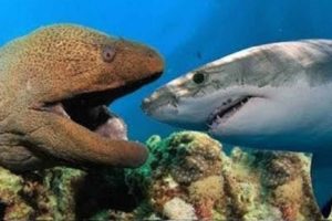 Most Satisfying Moray Eel fighting Shark Video - Amazing Battle Under Seabed With Beautiful Natural