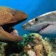 Most Satisfying Moray Eel fighting Shark Video - Amazing Battle Under Seabed With Beautiful Natural