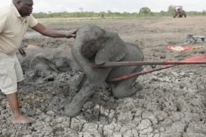 Mother and Calf Rescued from Muddy Tomb | Sheldrick Trust