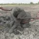 Mother and Calf Rescued from Muddy Tomb | Sheldrick Trust