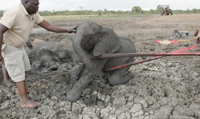 Mother and Calf Rescued from Muddy Tomb | Sheldrick Trust