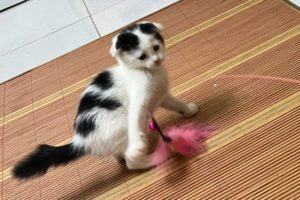 My Kitten Plays with Toy by Himself - Cutest Kitten Ever!!