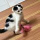 My Kitten Plays with Toy by Himself - Cutest Kitten Ever!!