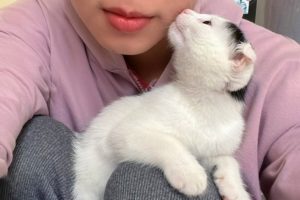 My Kitten Shows His Affection To Me - Cutest Kitten Ever!!