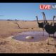 Namibia: Live stream in the Namib Desert