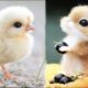 New Cute Baby Animals Videos Compilation | Funny and Cute Moment of the Animals #3 - Cutest Animals