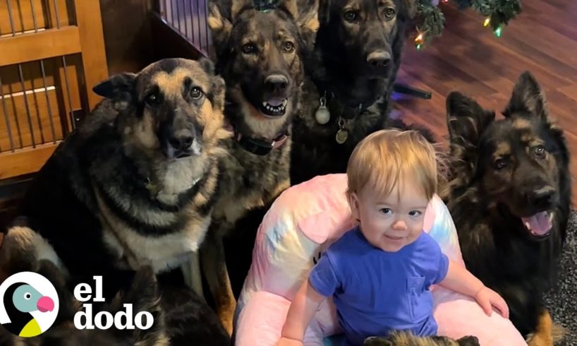 Niño criado por 5 pastores alemanes | El Dodo