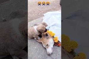 OMG! These two puppies were left to die by their mother 😰 | This is really sad 😭...||#sad #puppies