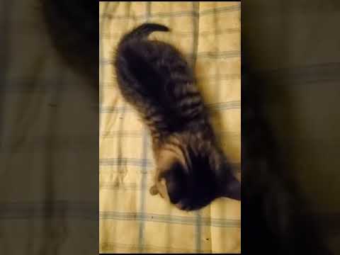 Oreo and Ginger playing. #youtubeshorts #cats  #animals