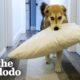 Our Mixed Husky Pups Keep Rearranging The House [Advertiser Content From Blue Buffalo] | The Dodo