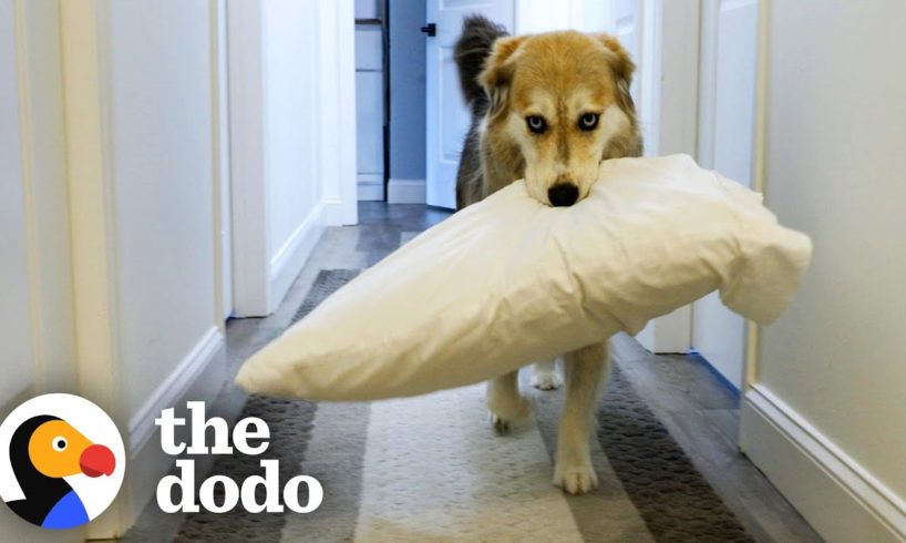 Our Mixed Husky Pups Keep Rearranging The House [Advertiser Content From Blue Buffalo] | The Dodo