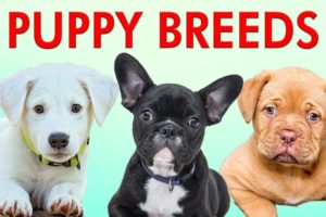 PUPPY BREEDS 101 - Learn Different Breeds of Puppies | Breeds of Dogs