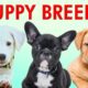 PUPPY BREEDS 101 - Learn Different Breeds of Puppies | Breeds of Dogs