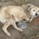 Paralyzed dog was left in the middle of nowhere, frozen in fear and cold for 3 days no one help!