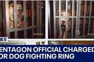 Pentagon official charged for dog fighting ring