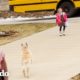 Perro lleva a una niña al autobús escolar todos los días | El Dodo