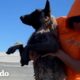 Perro tiene la mejor reacción cuando se reúne con su salvador | El Dodo