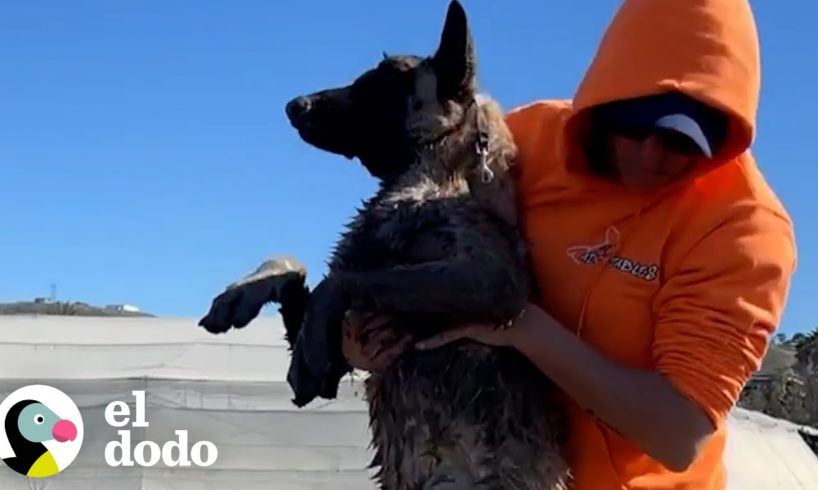 Perro tiene la mejor reacción cuando se reúne con su salvador | El Dodo