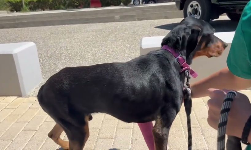 Phoenix is still at the clinic and he is going every day for a walk , he is scared of men