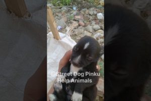 Pinku Ka new Harness Belt #9 #shorts #dog #animal #rescue