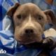 Pitbull flaco es el pequeño hipopótamo más feliz ahora | El Dodo