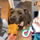 Pitbulls are Badass and Cute Compilation!